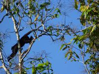 158 Pantanal - männlicher Brüllaffe