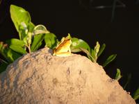 161 Pantanal - Frosch