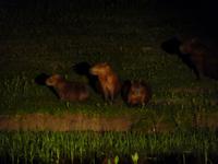 162 Pantanal - Wasserschweine bei Nacht