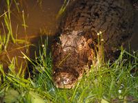 163 Pantanal - Kaiman bei Nacht