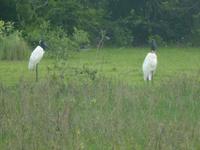 168 Pantanal - Jabirus