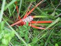 169 Pantanal - Caraguata