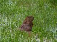 171 Pantanal - Wasserschwein