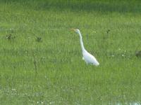 175 Pantanal - Reiher