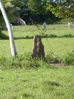 176 Pantanal - Termitenhügel