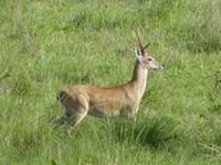 177 Pantanal - Rehbock