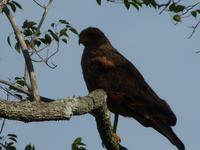 178 Pantanal - Savannenhabicht