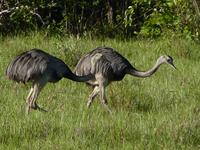 181 Pantanal - Nandus