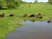 182 Pantanal - Gruppe Wasserschweine