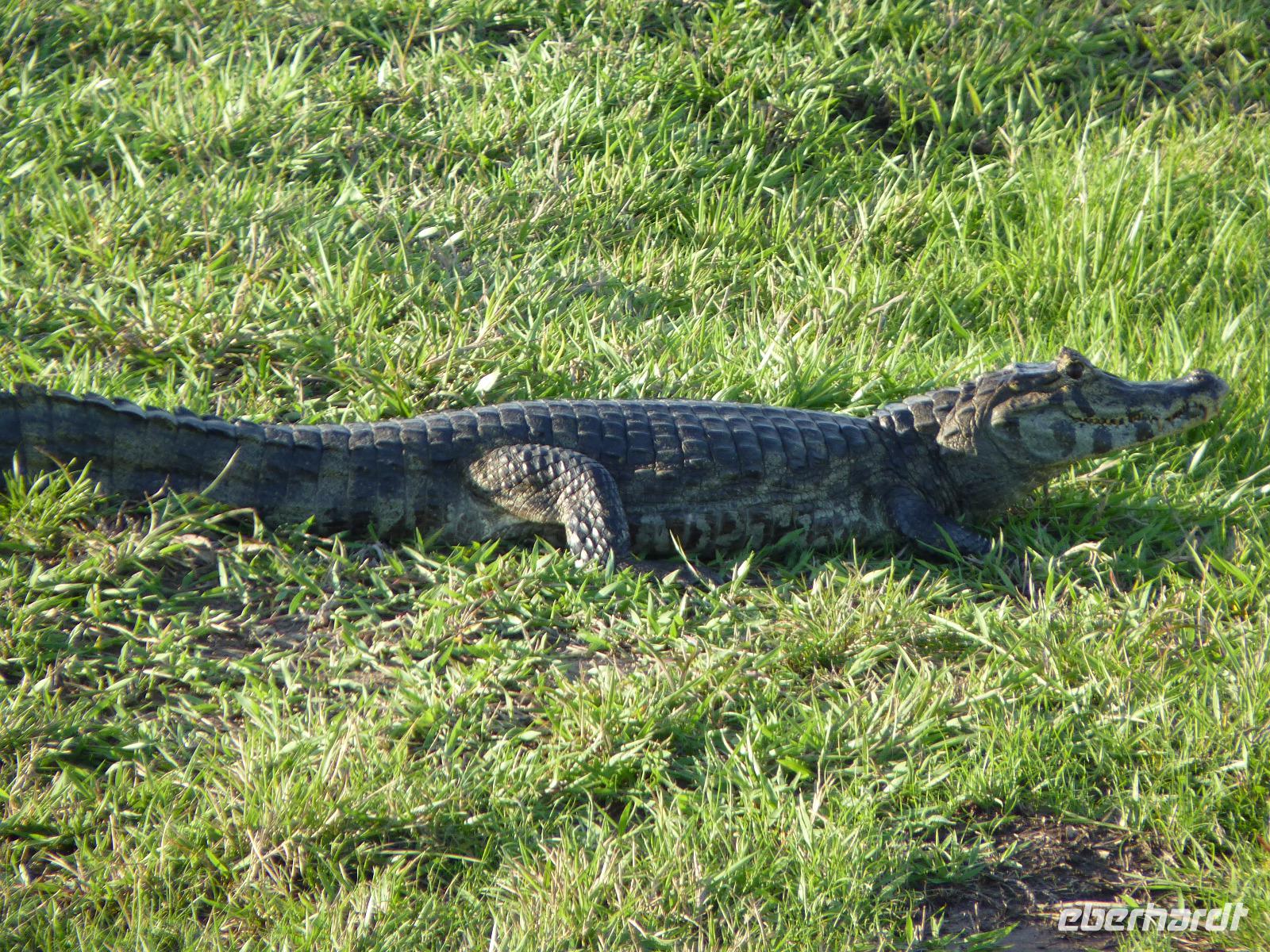 183 Pantanal - Kaiman an Land