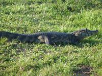 183 Pantanal - Kaiman an Land