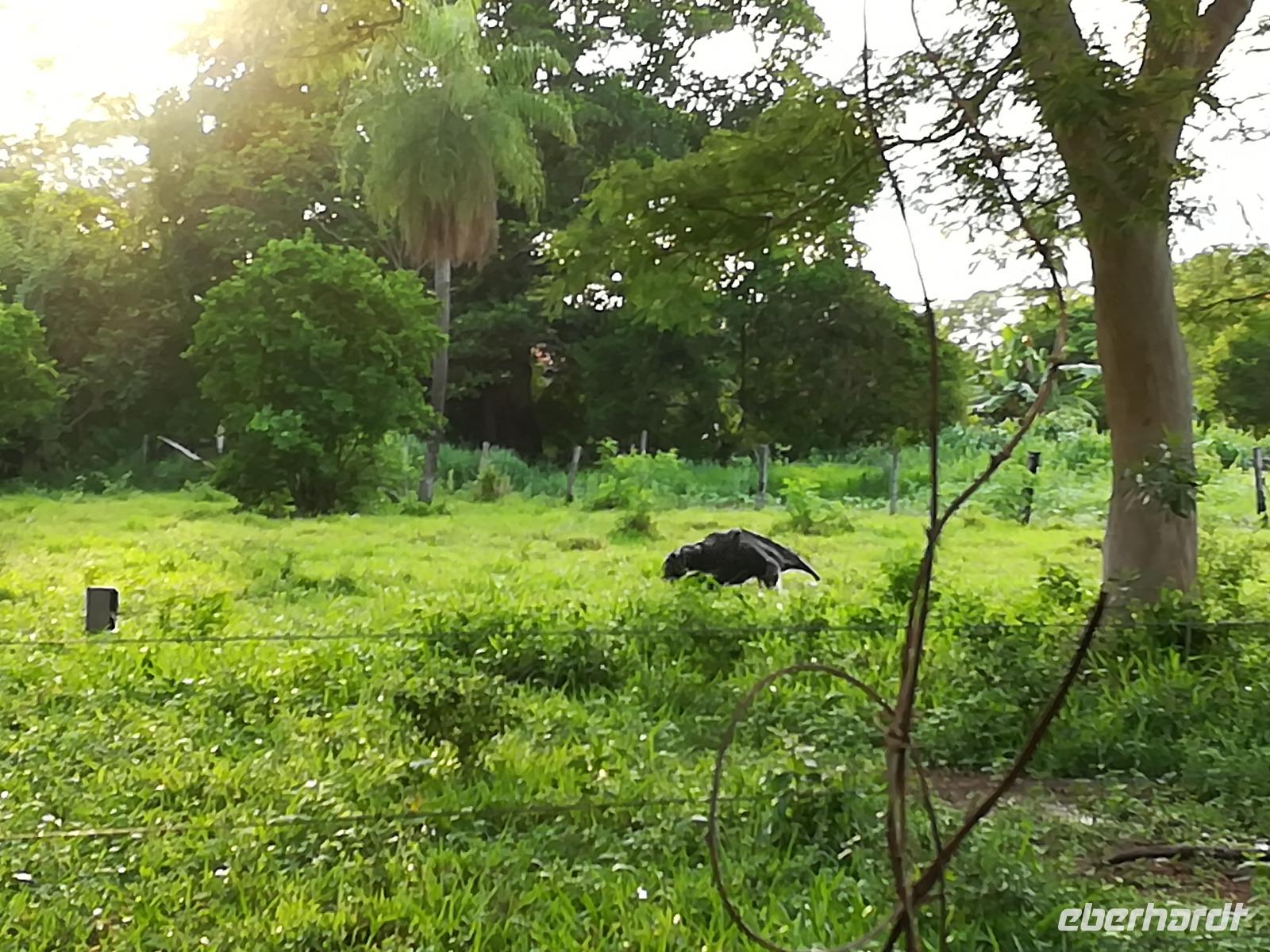 183a Pantanal - Ameisenbär