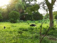 183a Pantanal - Ameisenbär