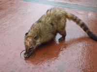 193 Argentinien - Iguazu-Wasserfälle - Nasenbär