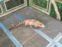 194 Argentinien - Iguazu-Wasserfälle - Nasenbär