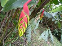 196 Iguazu - Spaziergang im Hotelpark