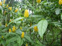 198 Iguazu - Spaziergang im Hotelpark