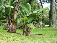 199 Iguazu - Spaziergang im Hotelpark