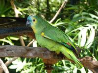 211 Iguazu - Vogelpark Parque das Aves