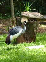 212 Iguazu - Vogelpark Parque das Aves