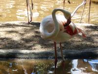 213 Iguazu - Vogelpark Parque das Aves