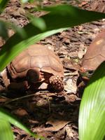 215 Iguazu - Vogelpark Parque das Aves