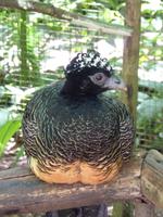 216 Iguazu - Vogelpark Parque das Aves