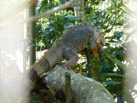 219 Iguazu - Vogelpark Parque das Aves