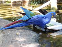 223 Iguazu - Vogelpark Parque das Aves