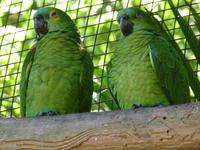 225 Iguazu - Vogelpark Parque das Aves