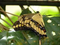 227 Iguazu - Vogelpark Parque das Aves
