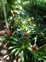 228 Iguazu - Vogelpark Parque das Aves