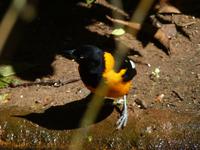 229 Iguazu - Vogelpark Parque das Aves