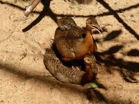 202-Parque_das_Aves