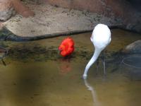 210 Iguazu - Vogelpark Parque das Aves