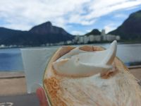 Kokosnuss am See Lagoa in Rio de Janeiro Brasilien