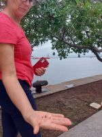 Rosa Pfeffer vom Baum am Museum der Zukunft in Rio de Janeiro.