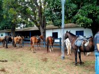 Unsere Pferde sind gesattelt im Pantanal 