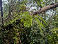 Farne im tropischen Wald an den Iguazu-Wasserfällen in Argentinien