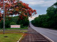 Flammenbaum auf dem Weg zum Flughafen von Campos