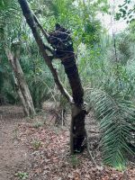 noch mehr Kunst im Wald am Wegesrand im Pantanal
