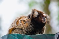 eingewanderter Fremdling am Zuckerhut in Rio