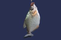 ich bin ein Piranha aus dem Amazonas