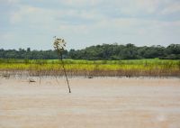 überschwemmte Wiesen am Amazonas