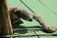 Begrüßung eines Faultiers bei der Abfahrt in Manaus am Pier