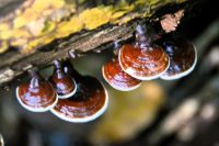 Baumpilze am Wegesrand beim Waldspaziergang am Amazonas
