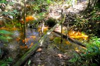 Farbenspiele während des Waldspaziergangs am Amazonas