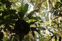 Termitenbau beim Waldspaziergang am Amazonas