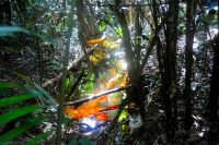 Licht während des Waldspaziergangs am Amazonas