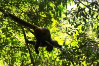 Willkommen von einem Brüllaffen 